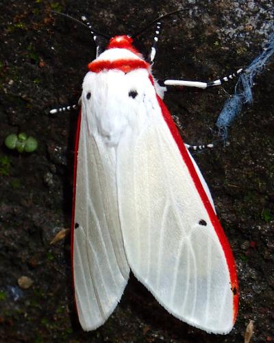 Aloa sp.